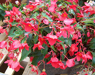 B. ‘Encore Red’